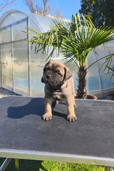 Bulmastif/ Bullmastiff s PP