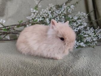 Krásný Teddy sameček s VP č. 1