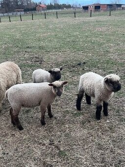 Prodám jehňata Oxford down