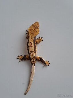 pagekon řasnatý samec...