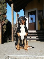 KRYTÍ - Velký švýcarský salašnický pes