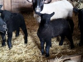 Prodám jehňátka oveček Suffolk narozená leden 2024