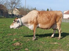 Prodám březí krávu 100%Jersey s Bio certifikátem