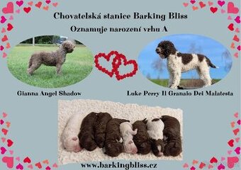Lagotto romagnolo