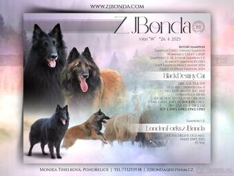 Belgický ovčák - Groenendael