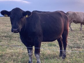 Býk jatečný Aberdeen Angus BIO - 1
