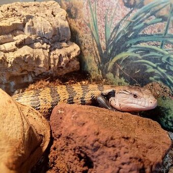 blue tongue skink