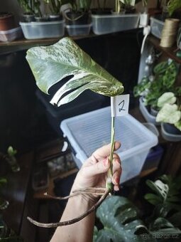 Monstera alba č.2