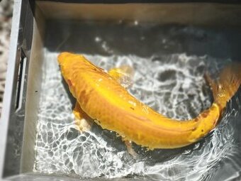 KOI kapr cca 50cm