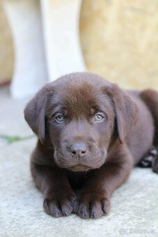 Hnědý labrador štěňátko