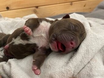 American bully POCKET