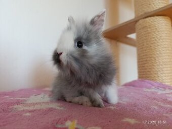 Zakrslí králíci teddy, lvíček, krátkosrstý - očkovaní