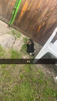 Jokšír křížený s čivavu