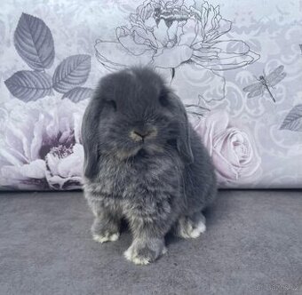 Samička Zakrslý Beránek MiniLop ❤️