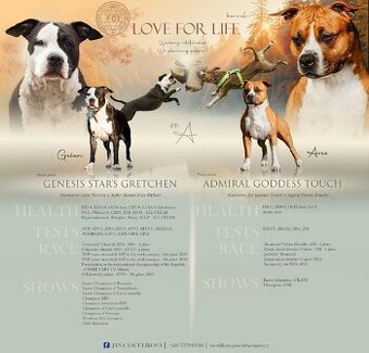 🐾 Americký stafordširský teriér – štěňátka s PP k rezervaci