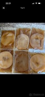 Kombucha scoby + násada