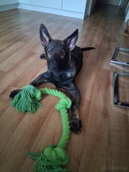 Nemecky ovcak stěně