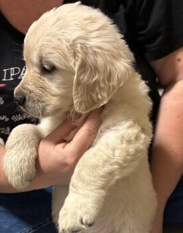 Zlatý retrívr bez PP