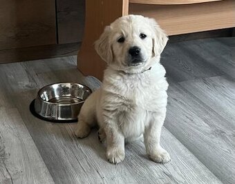 Zlatý retrívr bez PP