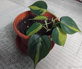 Prodej - Philodendron brasil