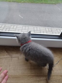 Prodám britská modrá koťátka