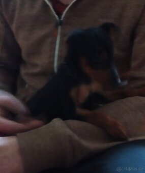 Trpasličí pinč - 1