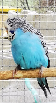 Andulka vlnkovaná 2025 po výstavních rodičích