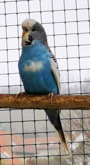 Andulka vlnkovaná 2025 po výstavních rodičích