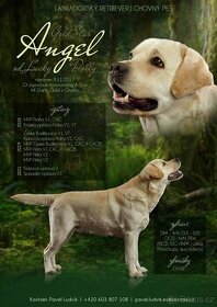 Nabídka krytí Labrador