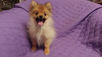 Špic, nemecký špic , oranžový špic, pomeranian