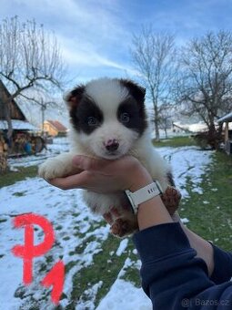 Predám border kólia šteniatka - 1