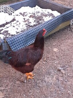 Rodajlendka červená