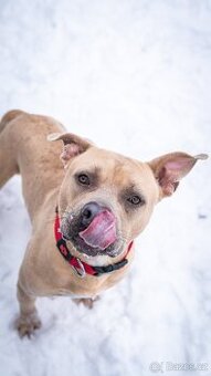 Floky - 1 a půl roku, x bull, aktivní blázínek