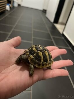 Želva zelenavá