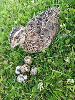 Křeelčí vajíčka