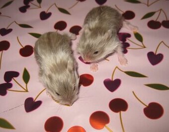 SATÉN - křeček campbell - čistokrevný