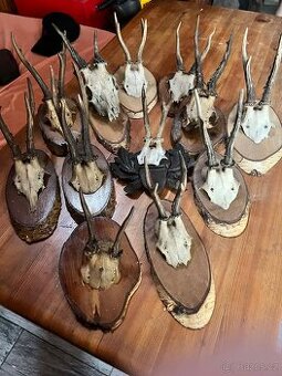 Paroží jako dekorace na zeď