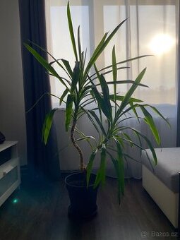 Pokojové rostliny - Yucca elephantipes