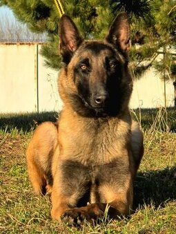 Roční Fenka belgického ovčáka S PP