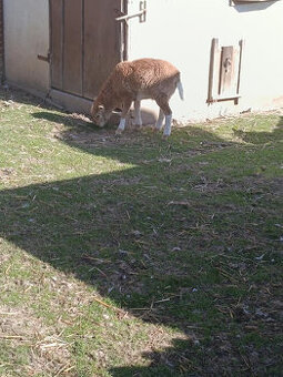 kamerunský beránek