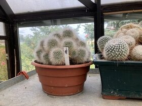 Kaktusy a sukulenty - 1