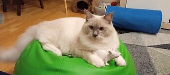 Ragdoll kočička koupím