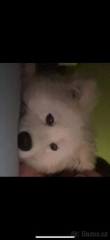 Samojed 6 měsíců - 1