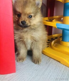 Pomeranian