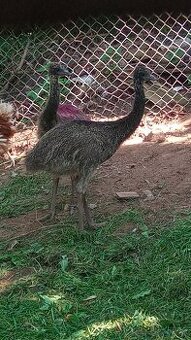 Emu hnědý