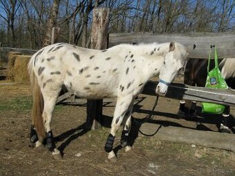 Pony valach