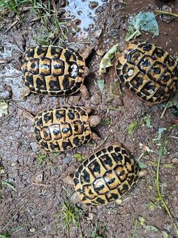 Dva páry Testudo Hermanni Hermanni