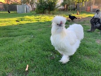 Hedvábnička - kohoutek