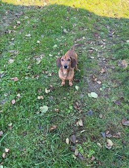 trpasličí jezevčík