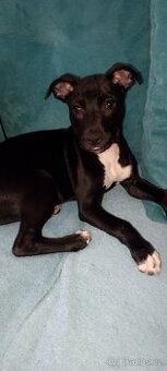 Prodám fenu pitbull s kolií stáří 4 měsíce
